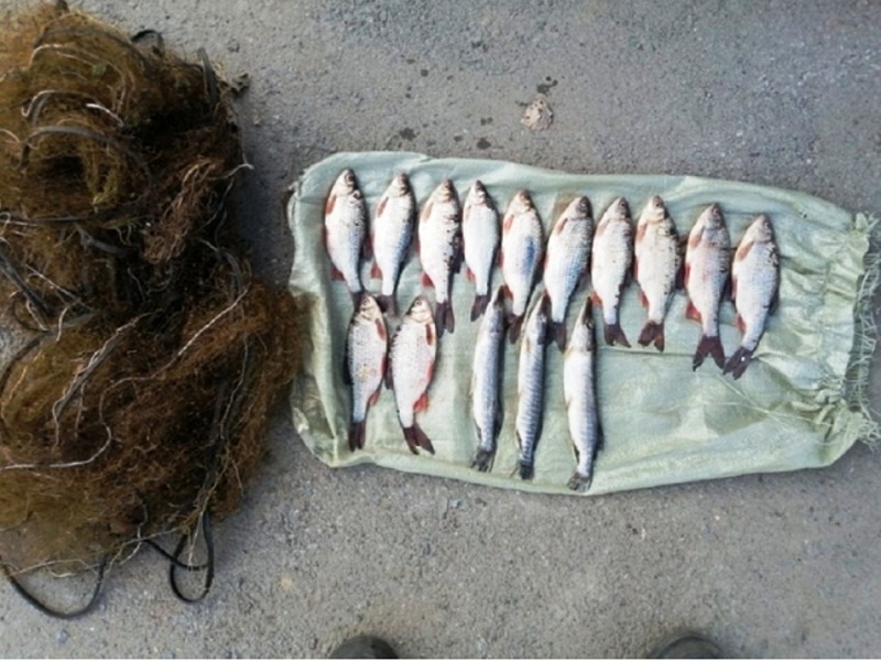 Фото: МВД ХМАО-Югра. Улов тянет на уголовное дело