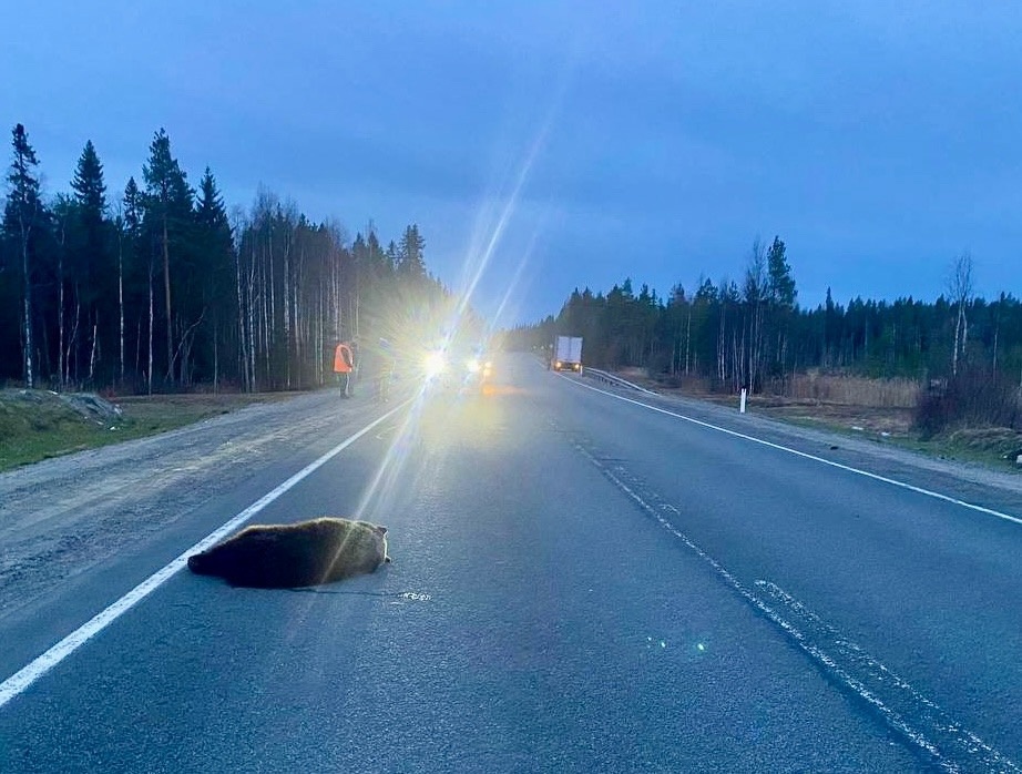    Фото: ОМВД России по Медвежьегорскому району