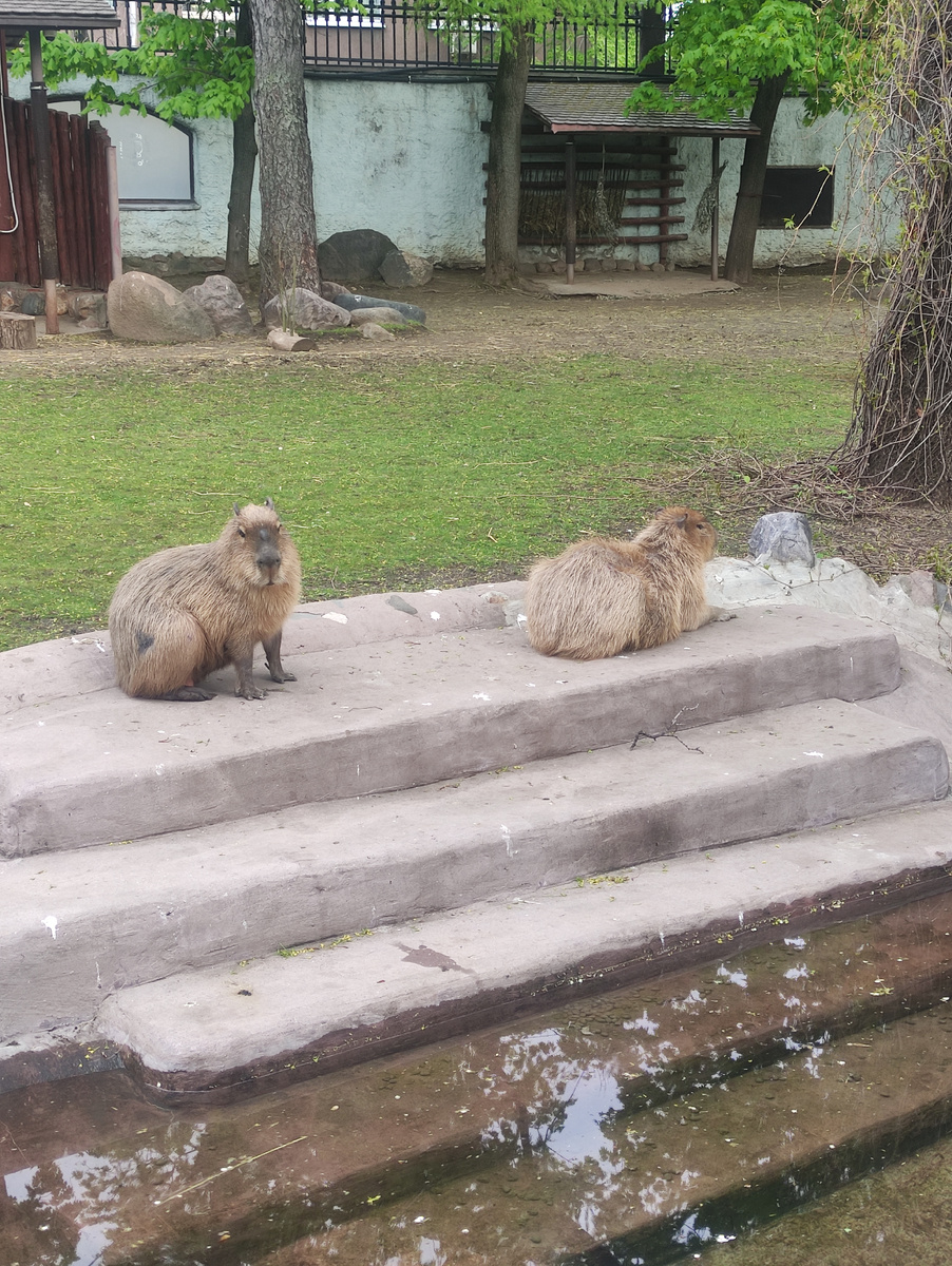 Капибары в Московском зоопарке представлены на отлично! Их много и их очень хорошо видно. 