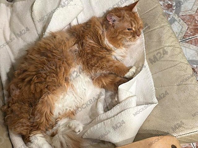    Фото: Москва 24