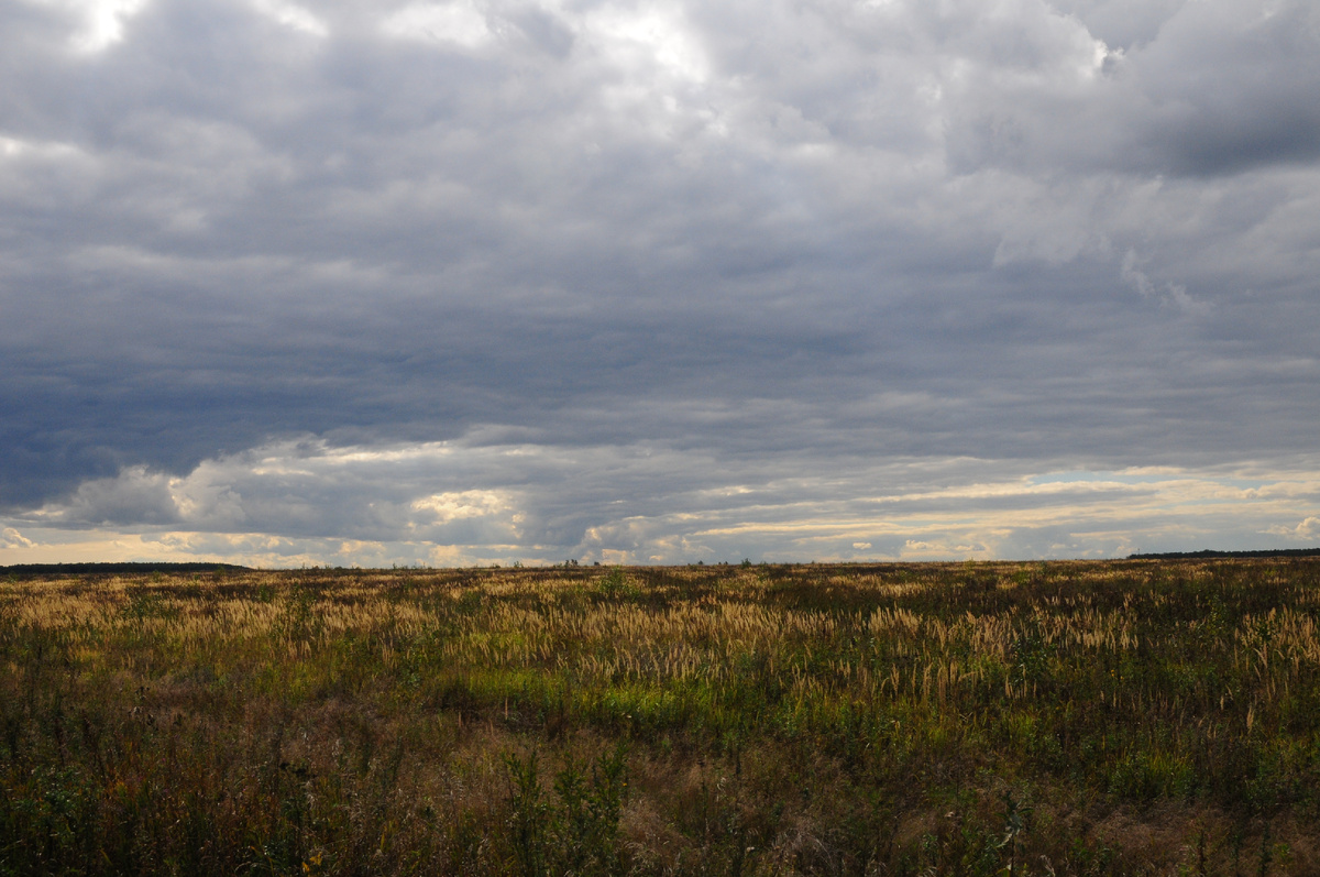 Бывшее колхозное поле недалеко от д. Семеновское. Направление на юг. 2010 год. 