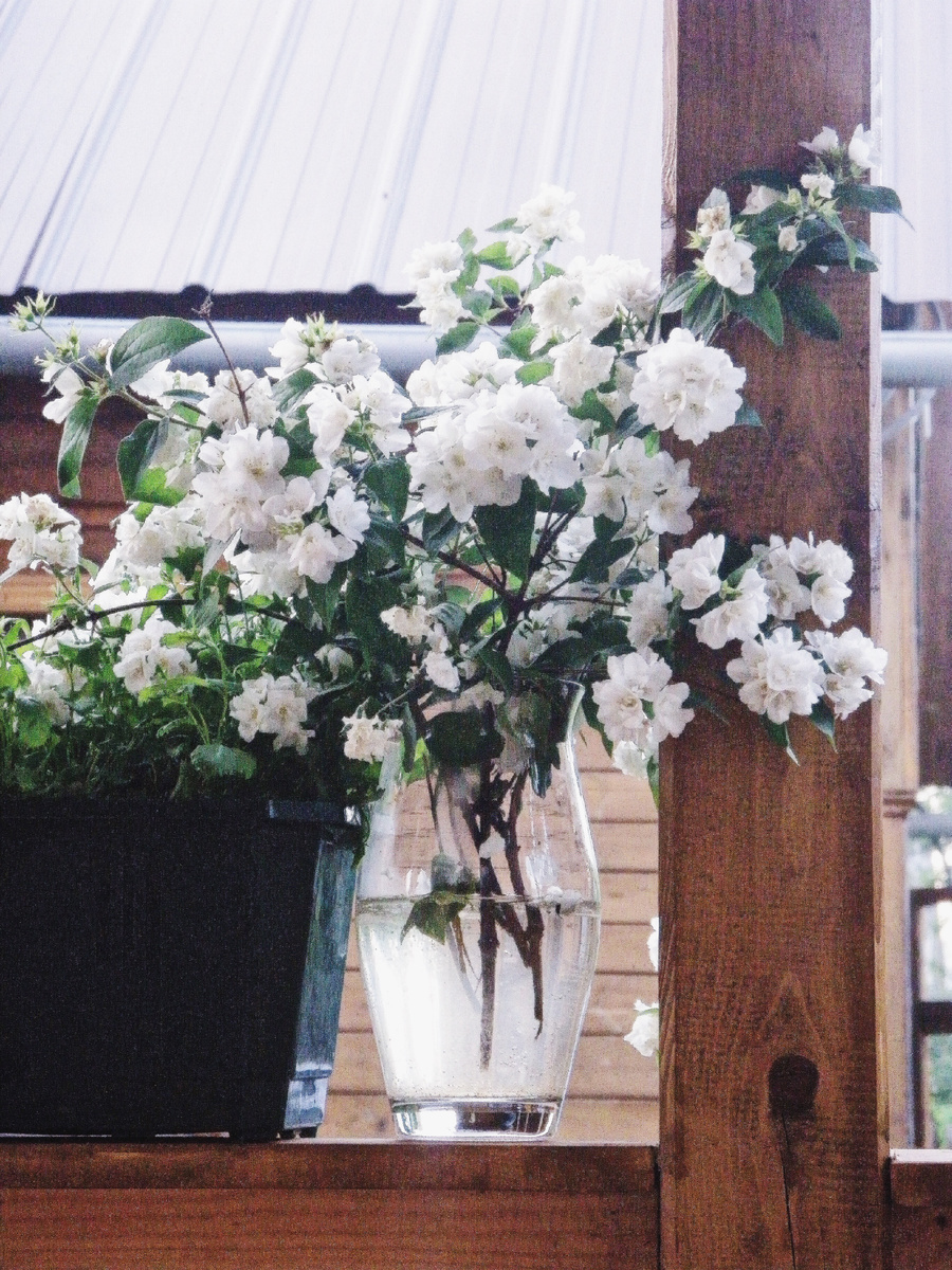 *️⃣ Чудесный запах жасмина