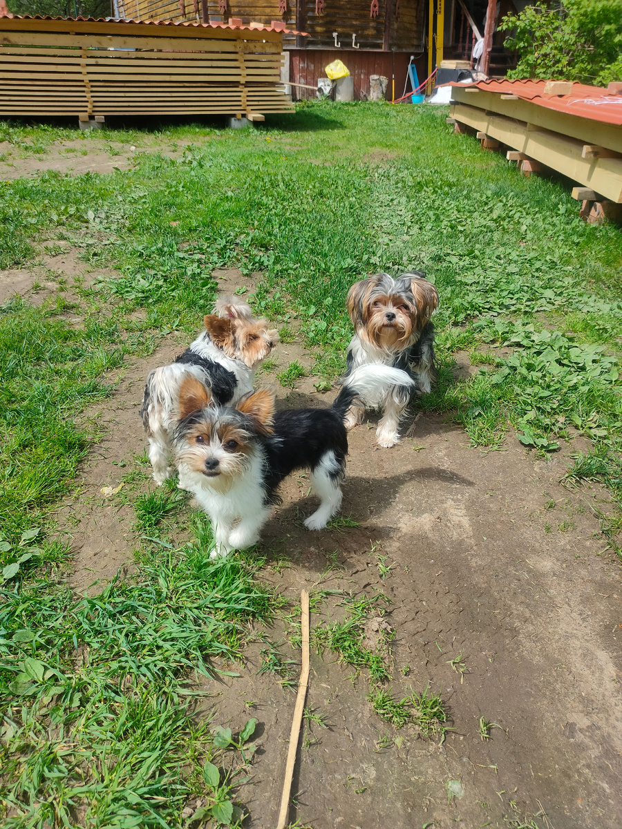 Мои барбосы