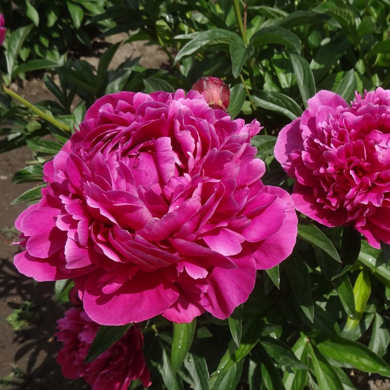 Пион Карл Розенфельд