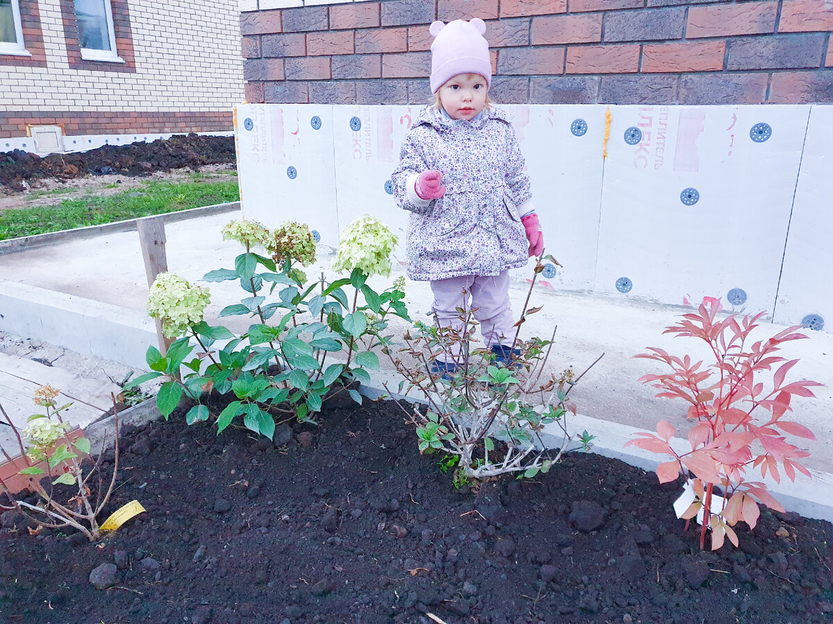 Фотография двухгодичной давности - тут и пион маленький, и гортензии невысокие совсем