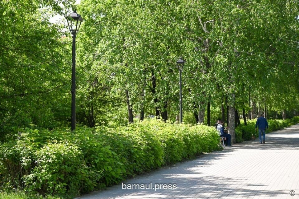    Аллея по улице Малахова в Барнауле. Источник: barnaul.org