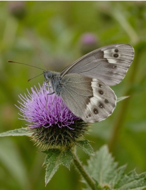 Cupido minimus нашел какую-то еду. Создано Шедеврумом.