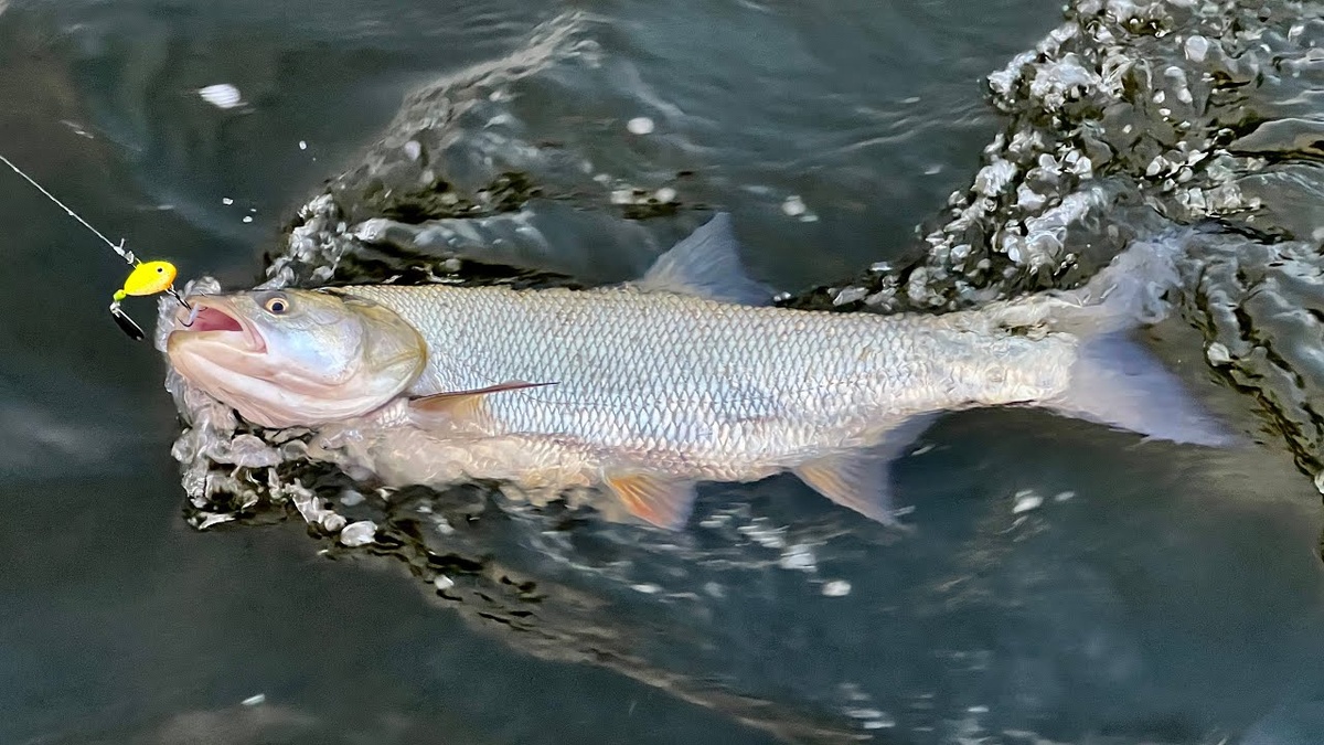 Улов жереха на тейл - спиннер