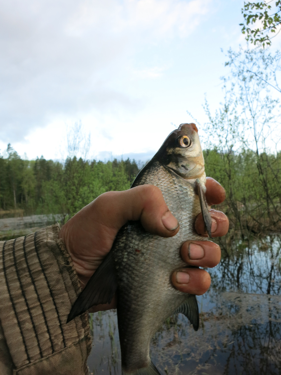 Подлещики мне не нужны...