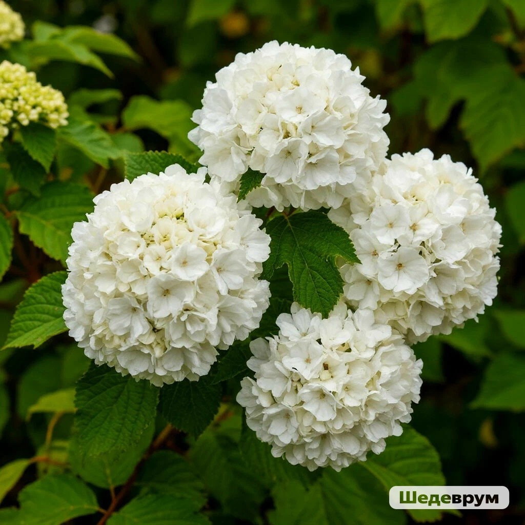 Калина Бульденеж