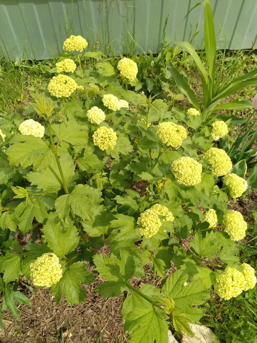 Моя калина Бульденеж малышка