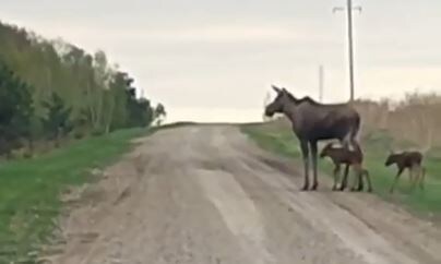     Лосиху с малышами у дороги сняли на юге Красноярского края