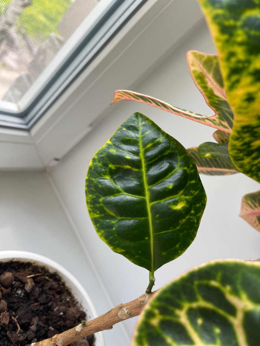 Новый лист. 