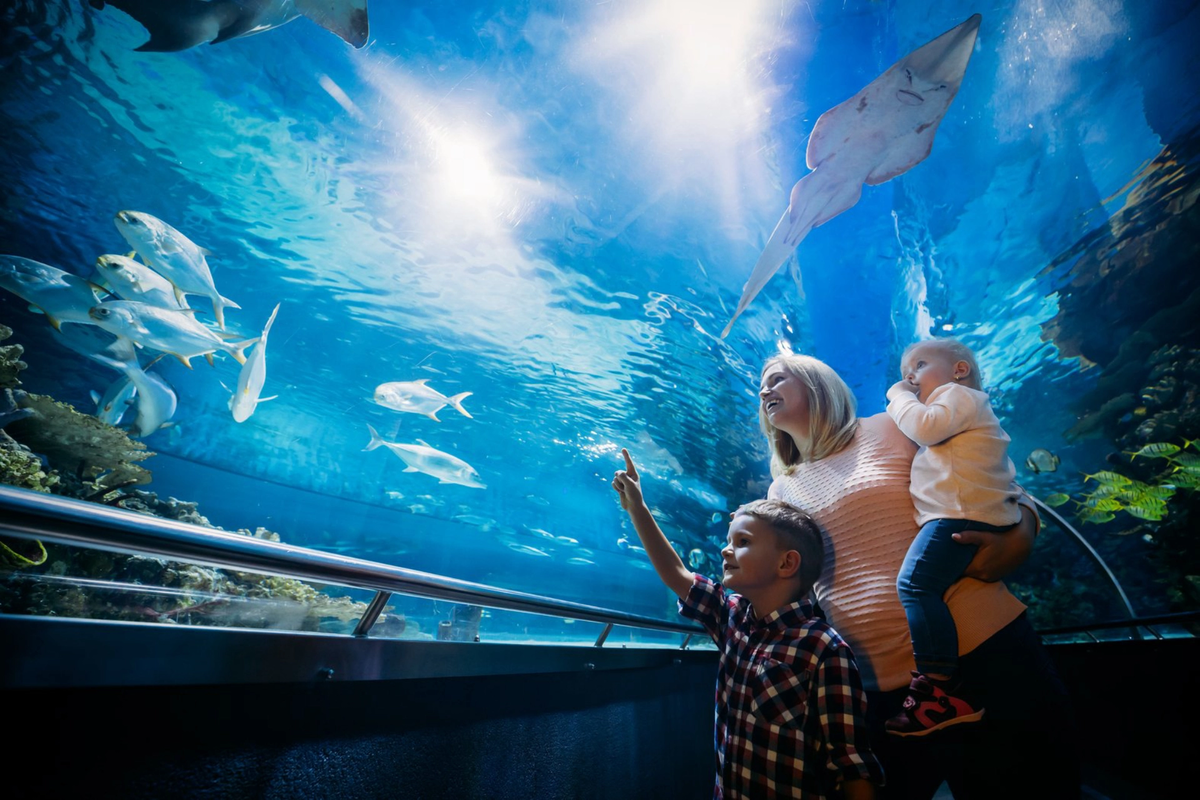Яркие тропические рыбы, акулы, черепахи — обитатели «Ocean Park». Источник фото: elements.envato.com