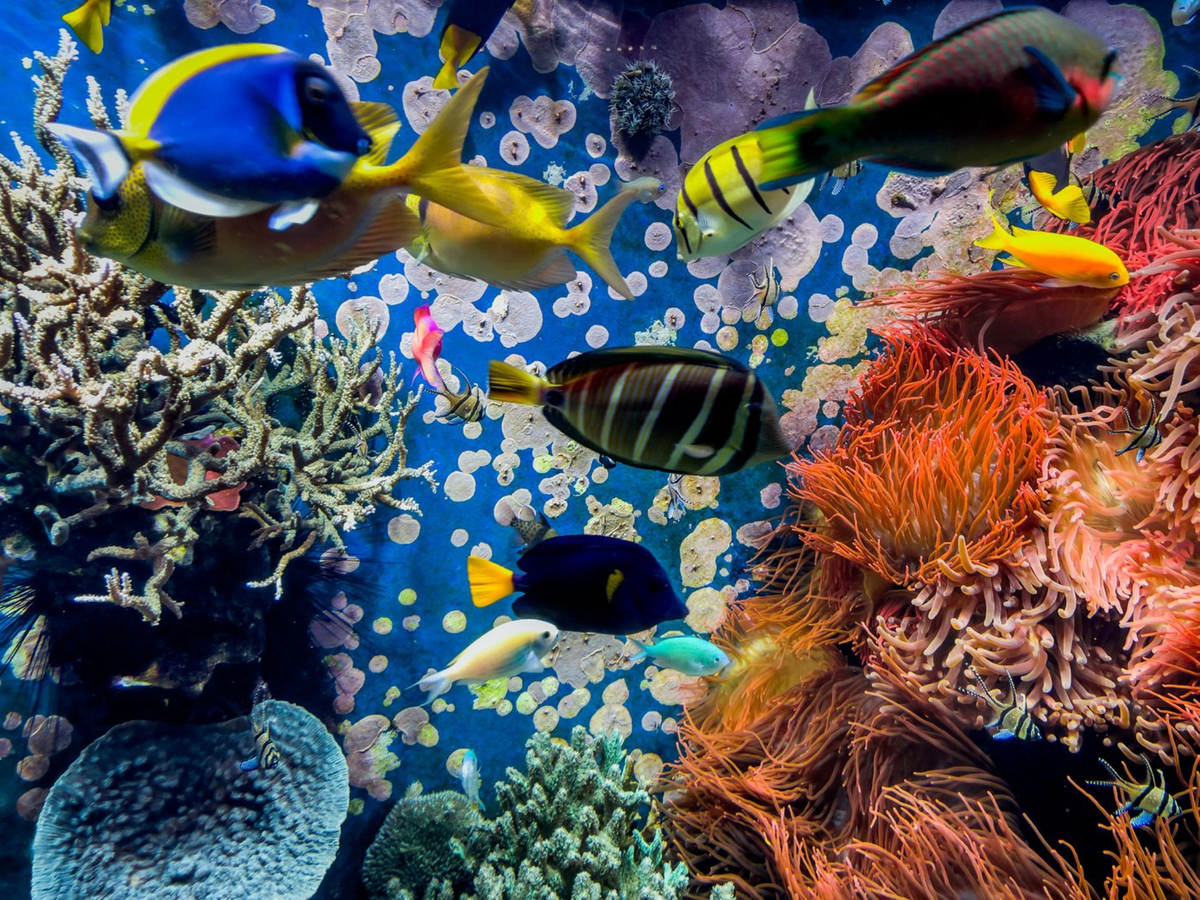 В «Ocean Park» можно увидеть более 200 видов рыб и земноводных. Источник фото: elements.envato.com