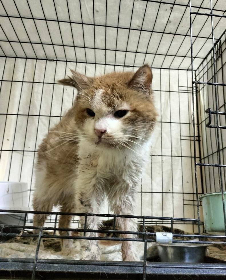 Тиша после удаления зубов