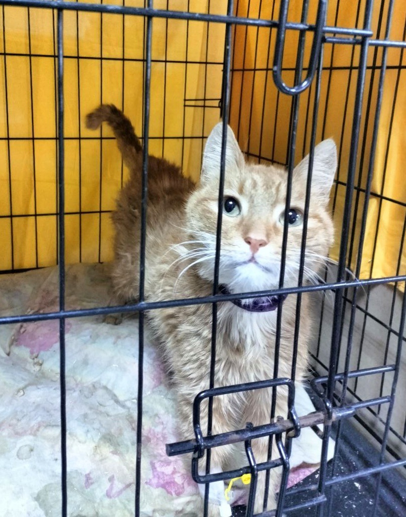 Лис после удаления зубов