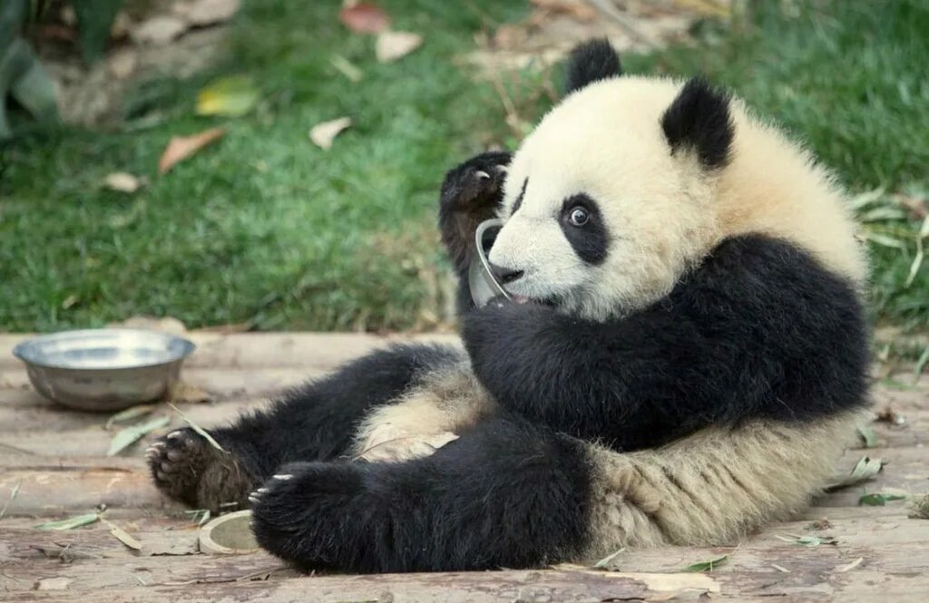 Панда и миска