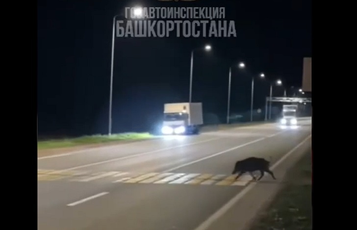    Фото Госавтоинспекции