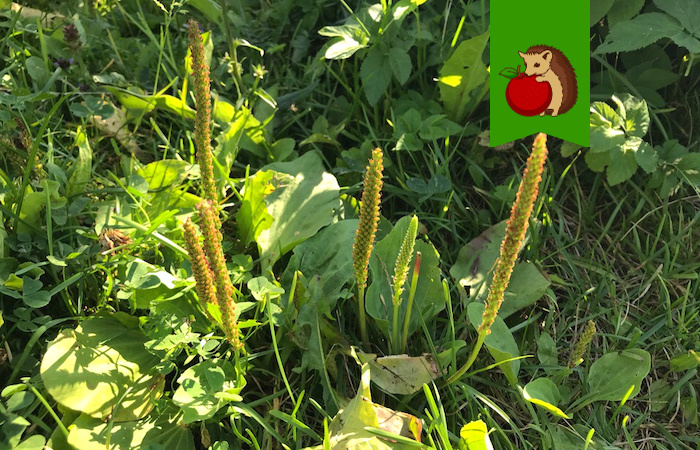 Сорняки, которые нельзя выпалывать: кто они и стоит ли так делать?