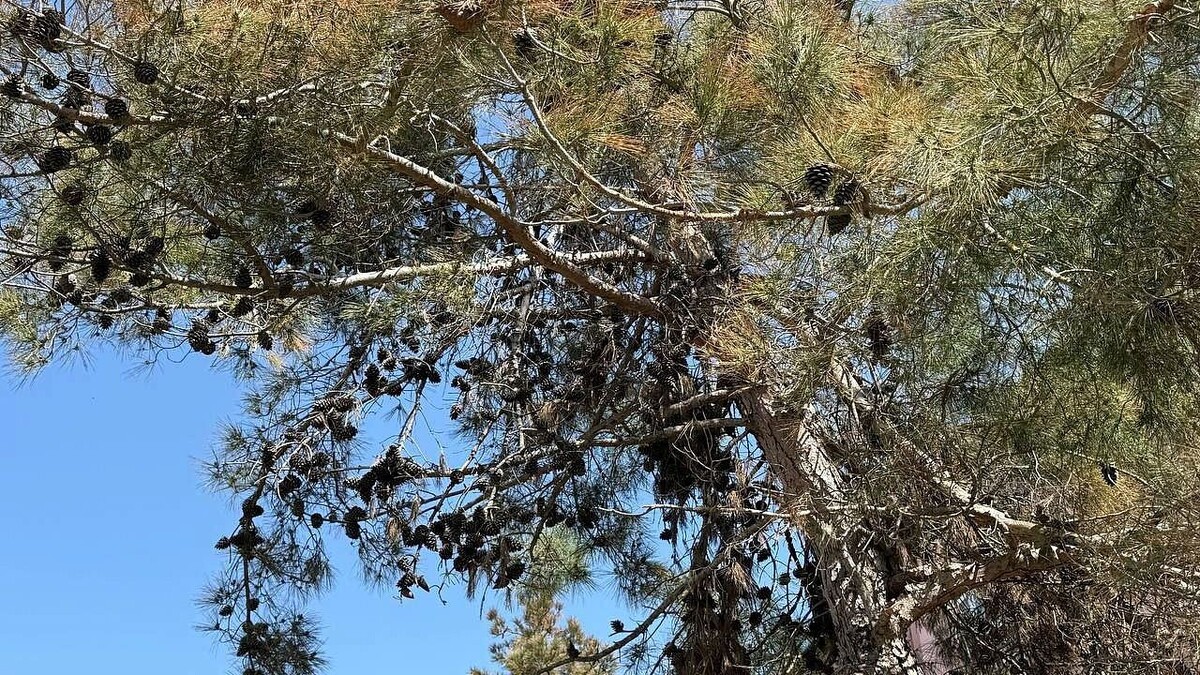    Фото: телеканал «Краснодар»