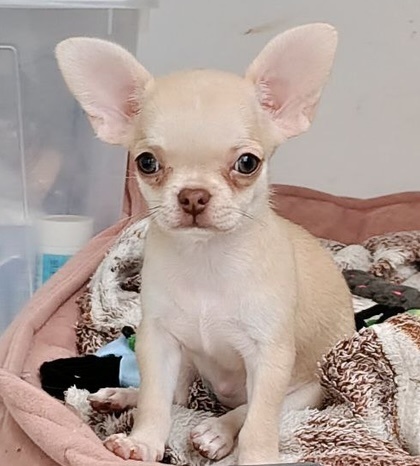 Чихуахуа Ева