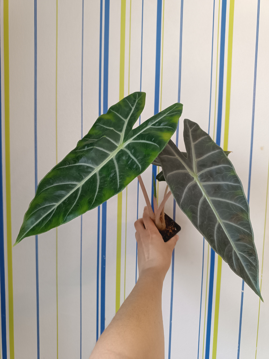 Алоказия Найроби Найт 