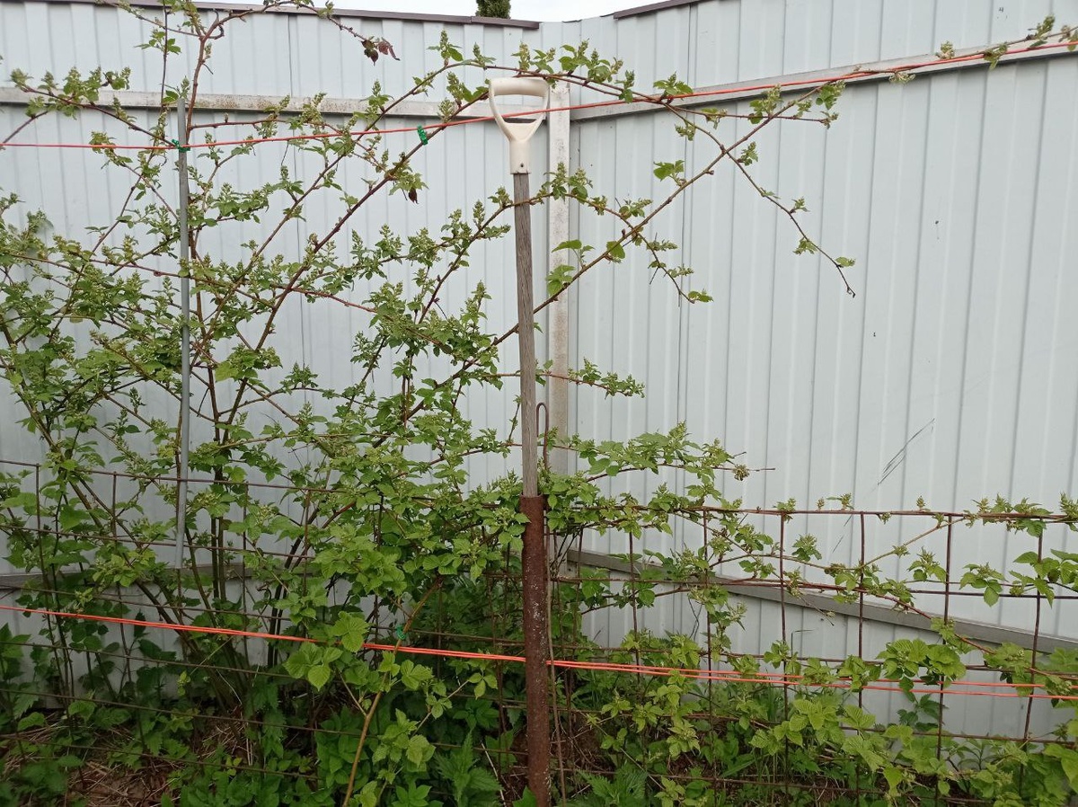 Ежевика колючая, непобедимая.