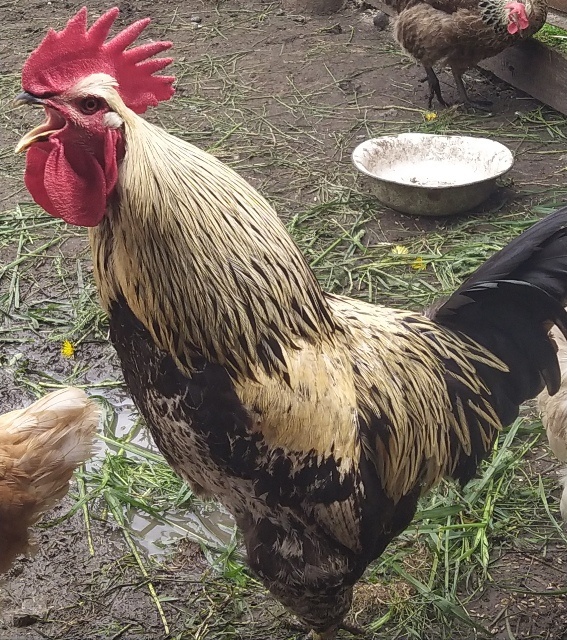 Сейчас ему 7 -6 месяцев