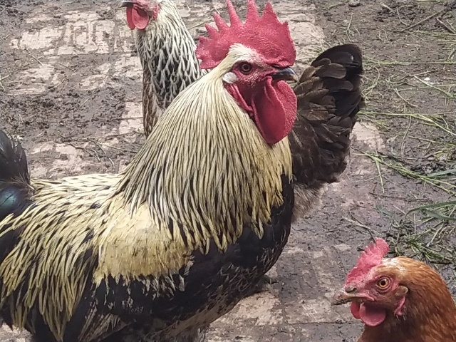 Или всё же отучить петуха практически невозможно?