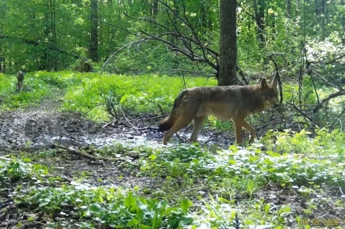    В «Калужских засеках» показали редкие кадры с волками