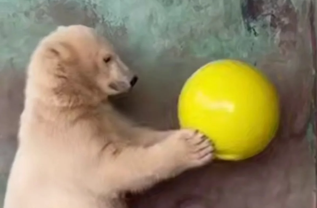    © Пермский зоопарк