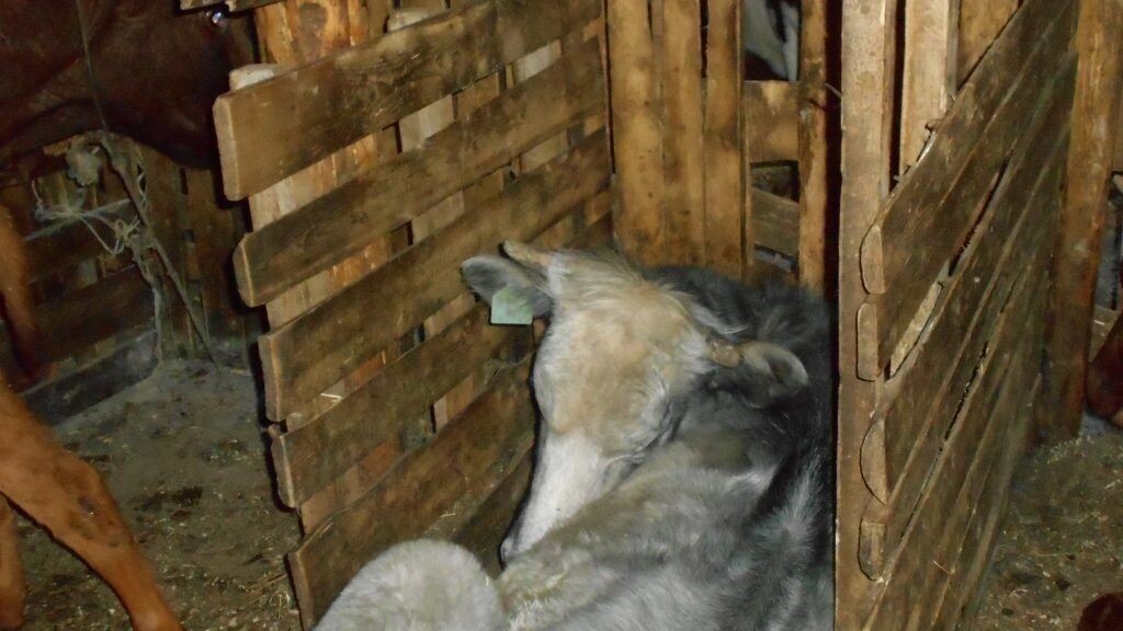     Источник: Россельхознадзор