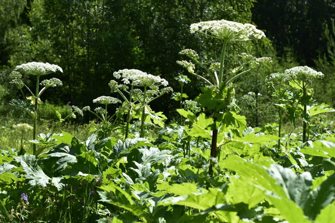 Борщевик, фото интернета