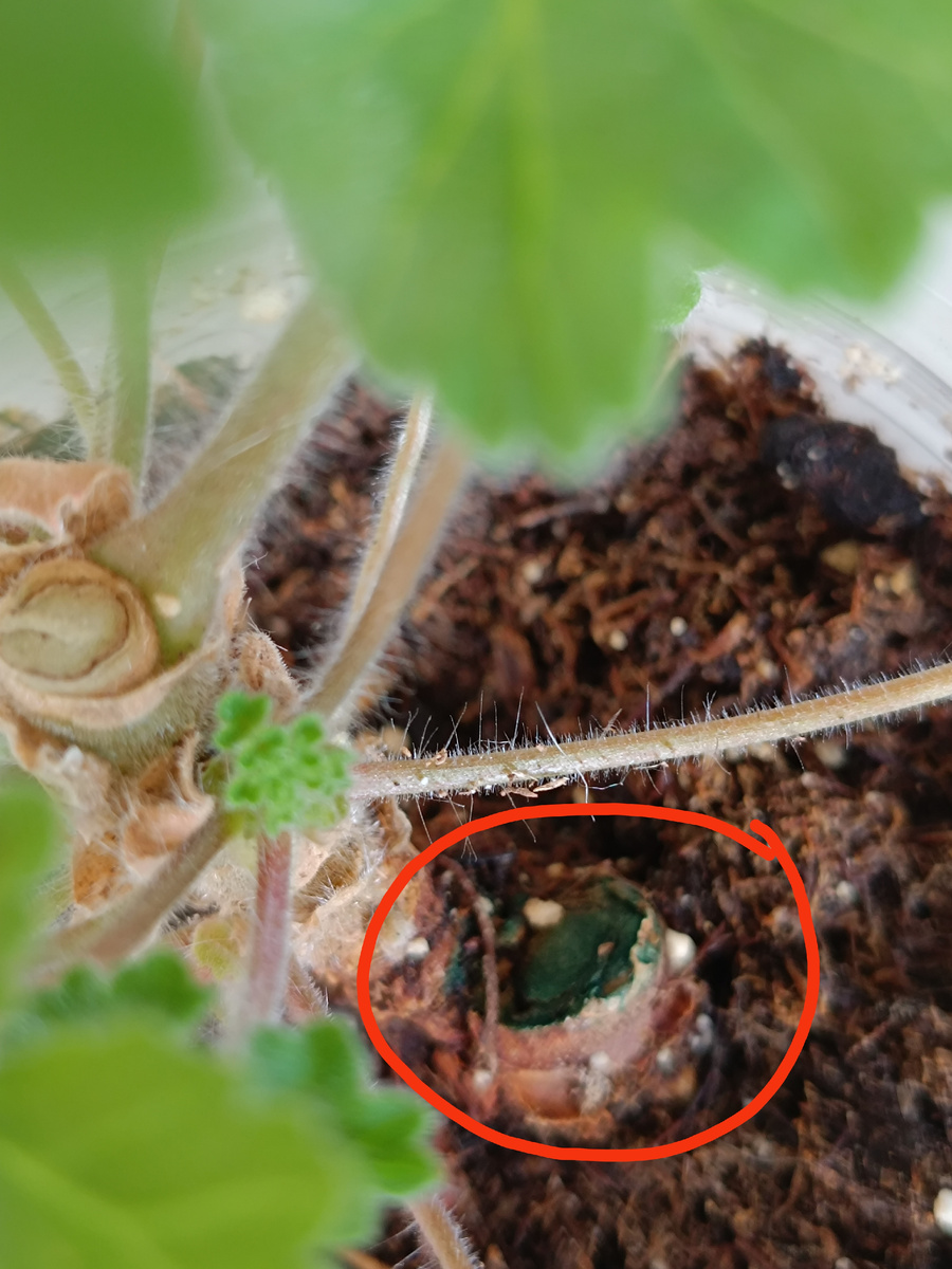 Виден срез, это я срезала гнилой ствол до живой ткани. Соседний ствол был здоров, но я его тоже обрезала. Черенки укоренила заново, чтобы сохранить сорт. 