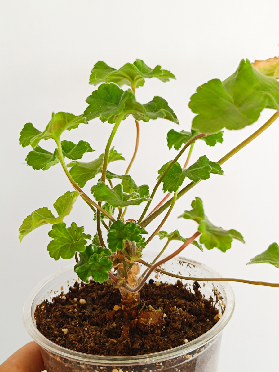 Пенек выжил после такой кардинальной обрезки и дал новые побеги. Но растет очень медленно. 