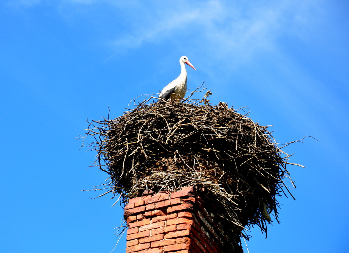 Хорошего гнезда должно быть много! 