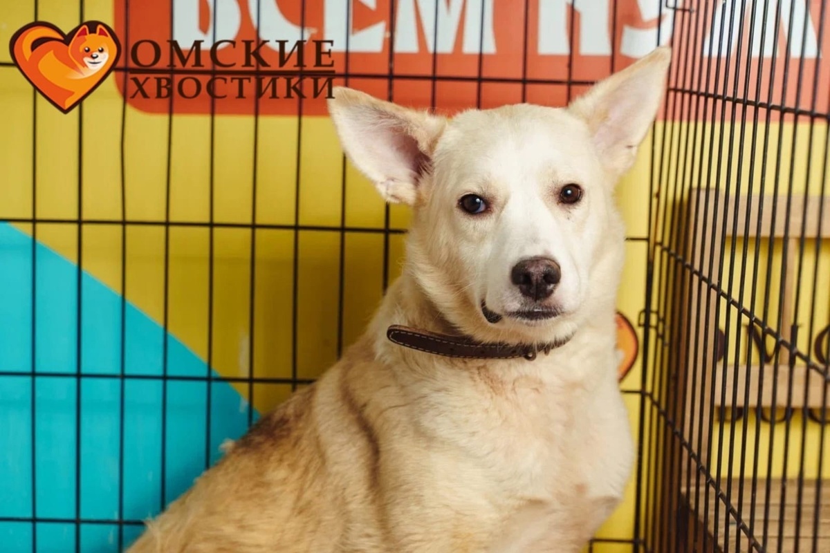 Альпа – настоящий боец и умница!