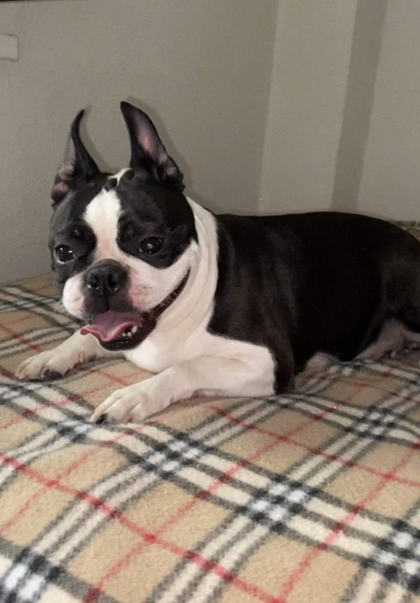 Бостон терьер Фифа