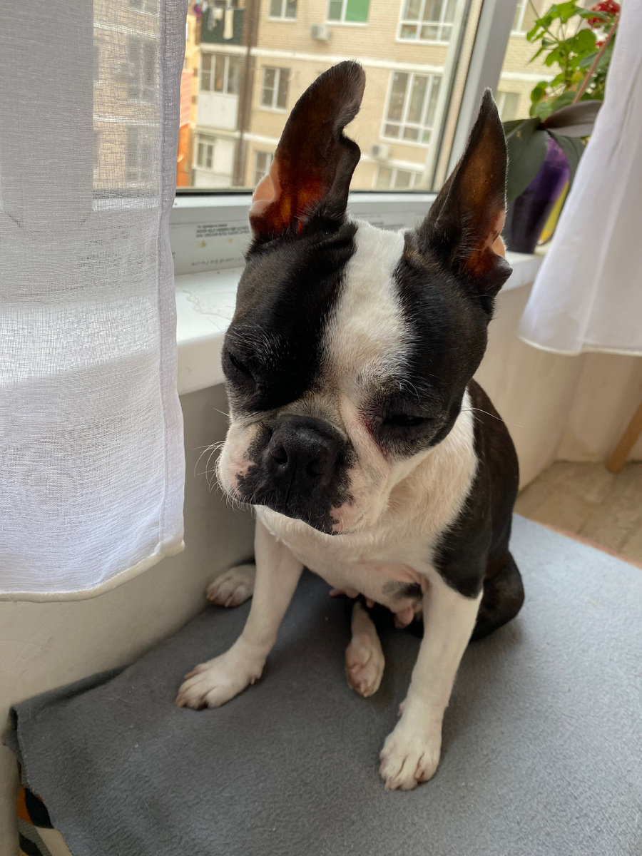 Бостон терьер Жанни 