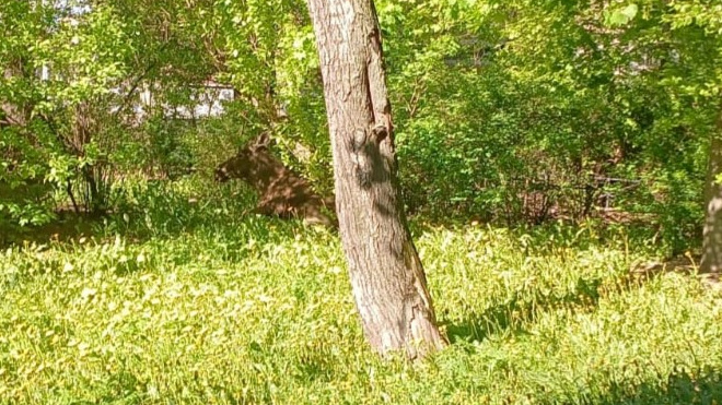 Фото: пресс-служба Управления вневедомственной охраны войск национальной гвардии Российской Федерации по г. Санкт-Петербургу и Ленинградской области