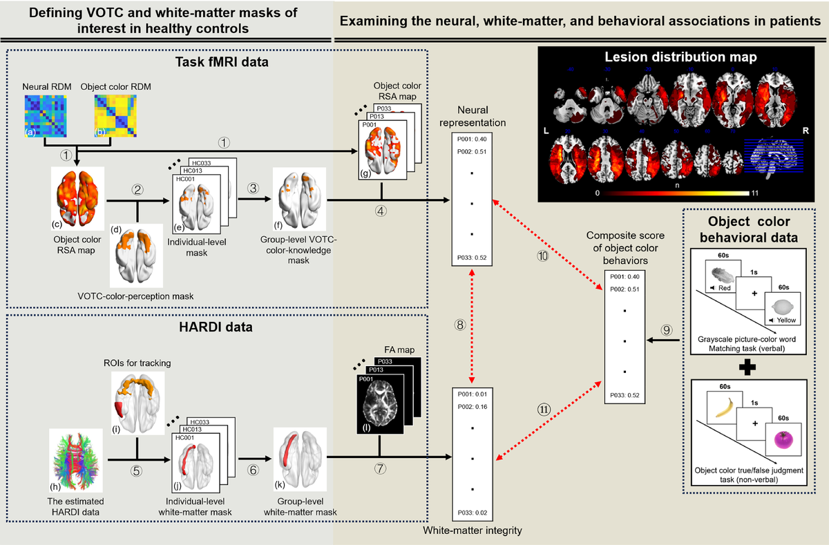    Блок-схема визуализации и анализа поведенческих данных, а также карта распределения поражений у 33 пациентов.PLOS Biology