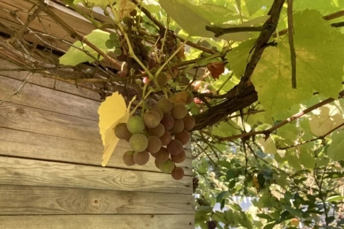    Весной, после снятия укрытия и с наступлением тёплых дней, виноград начинает активно «плакать». Это естественное явление — сокодвижение.