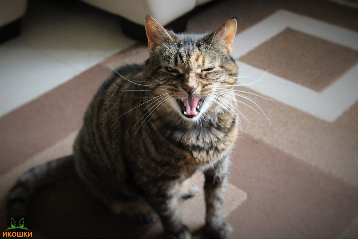 Кошка мяукает 