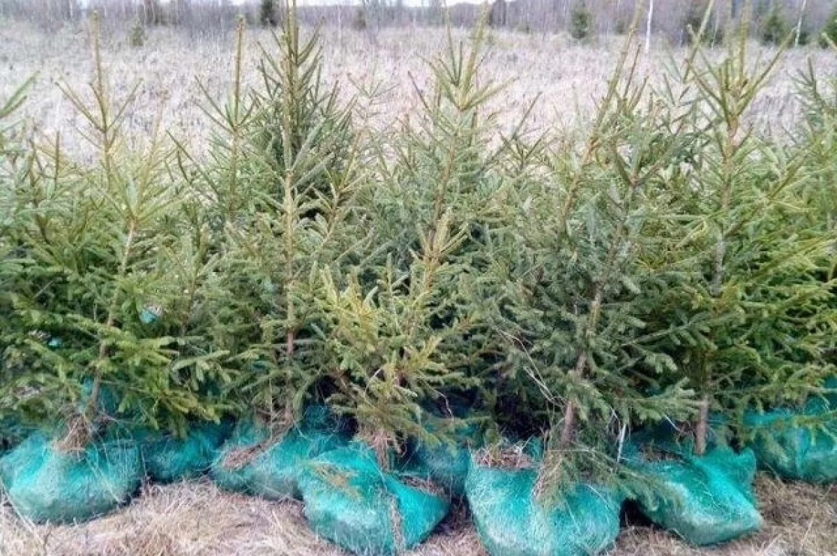    За год экспорт саженцев из Удмуртии в Казахстан вырос на 20%