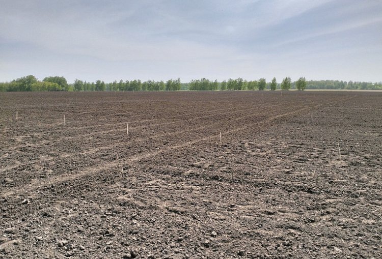    Что будет нового на агрофоруме День сибирского поля-2025