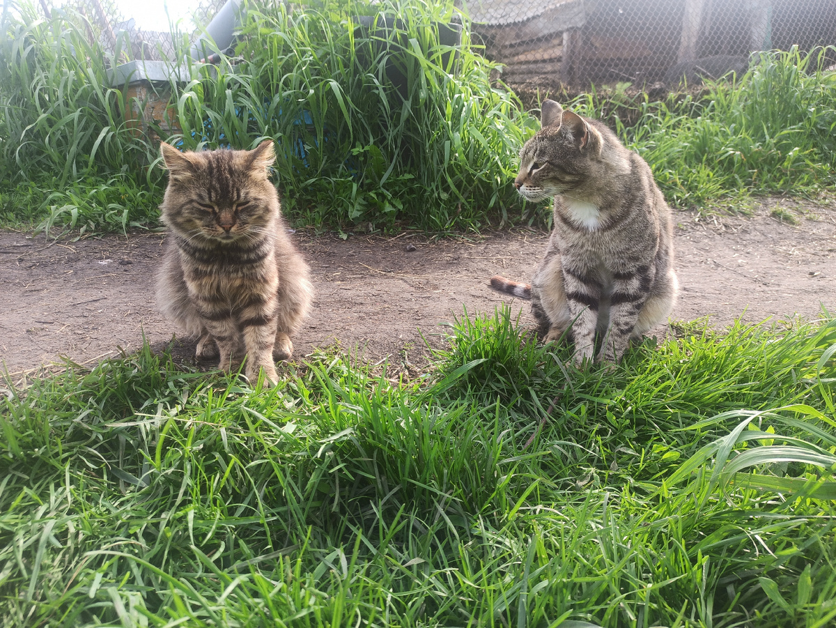 Тигра и Мышка - те ещё мурлыки! Особенно - Мышь!