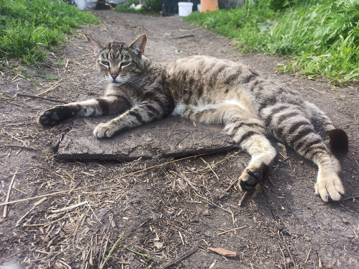 Старательно мурлычет, аж мордочка вся вытянулась😅