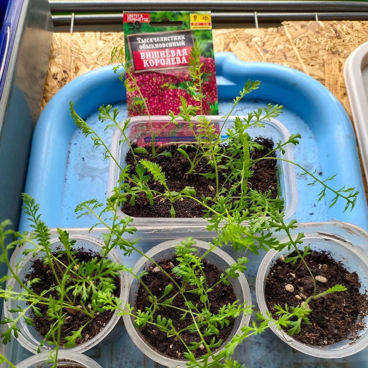 Тысячелистник 