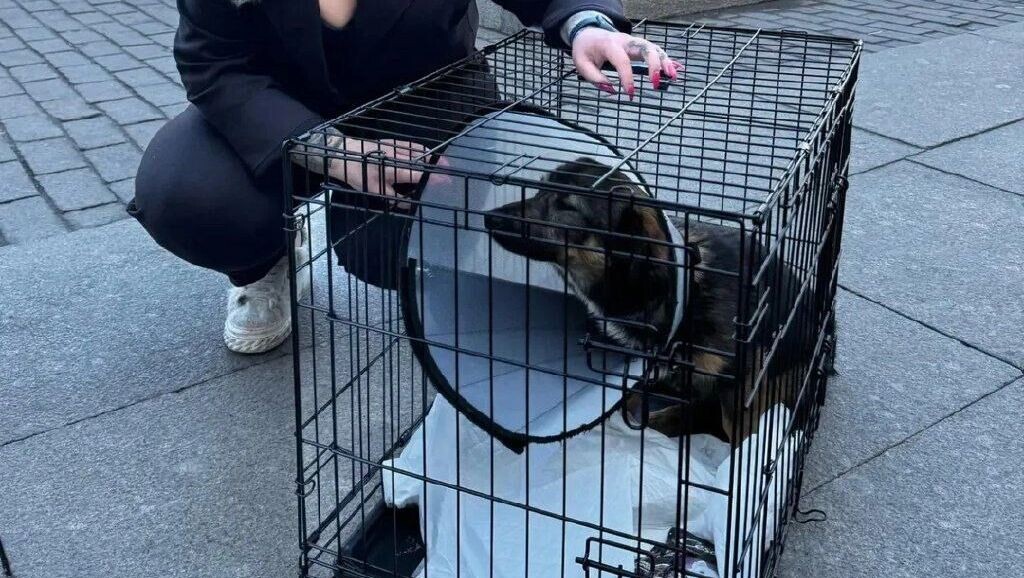     Источник: Help Dog Mini